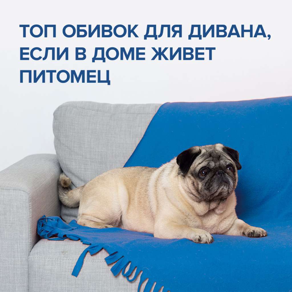 Какой материал для дивана? Самые популярные ткани среди владельцев животных